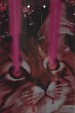 LASER CAT