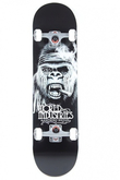 ANTHONY SHETLER - GORILLA