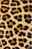 Blat Mini Logo Leopard
