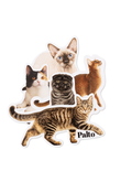 Palto Devon Rex sticker pack