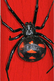 Mini Logo Posion Black Widow Deck