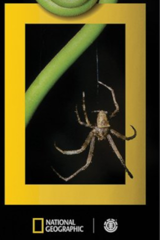 Blat Element Net Geo Spider
