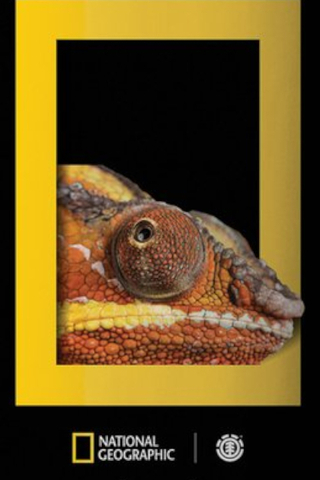 Blat Element Net Geo Dragon