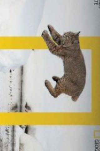 Blat Element X National Geographic Westgate Cat