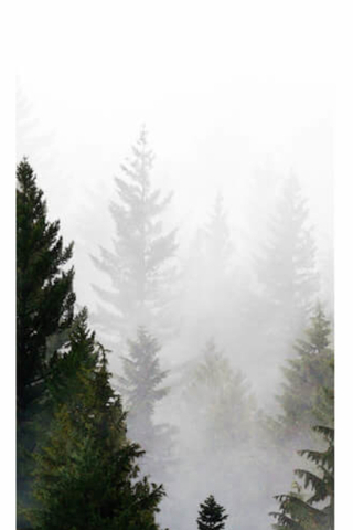 Blat Jart Foggy