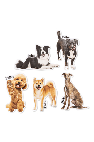 Naklejki Palto Shiba Inu