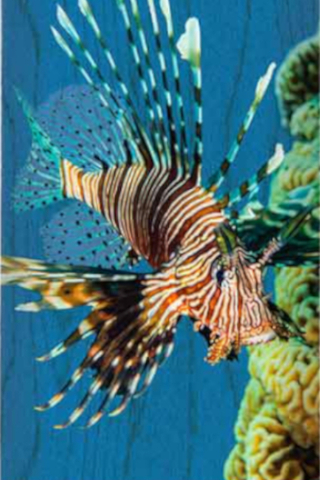 Blat Mini Logo Posion Lion Fish