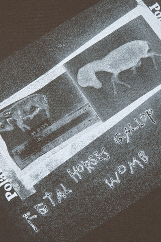 Koszulka Polar Beautiful Horses